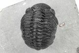 Phacopid Trilobite (Pedinopariops) - Mrakib, Morocco #210399-2